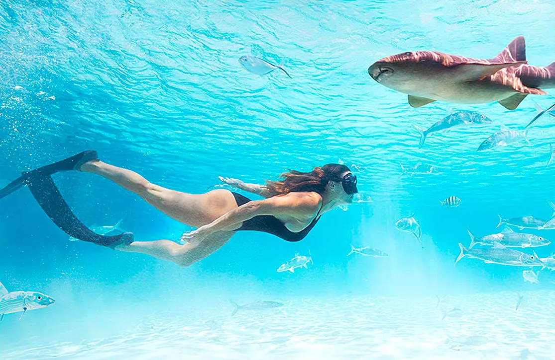 Swimming with Sharks in the Exumas.